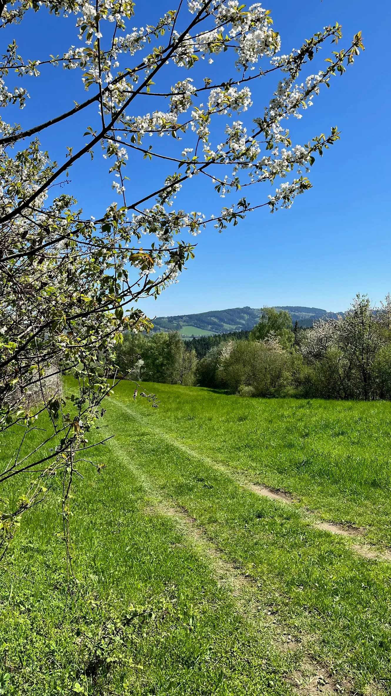 Cesta přes louku v okolí chalupy Pazderna